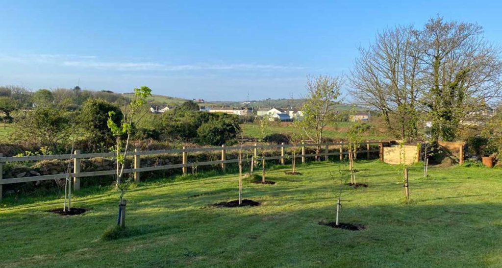 Newly planted tress in a field in partial sunshine